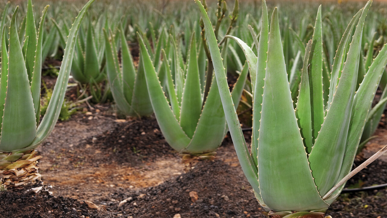 Aloe vera.